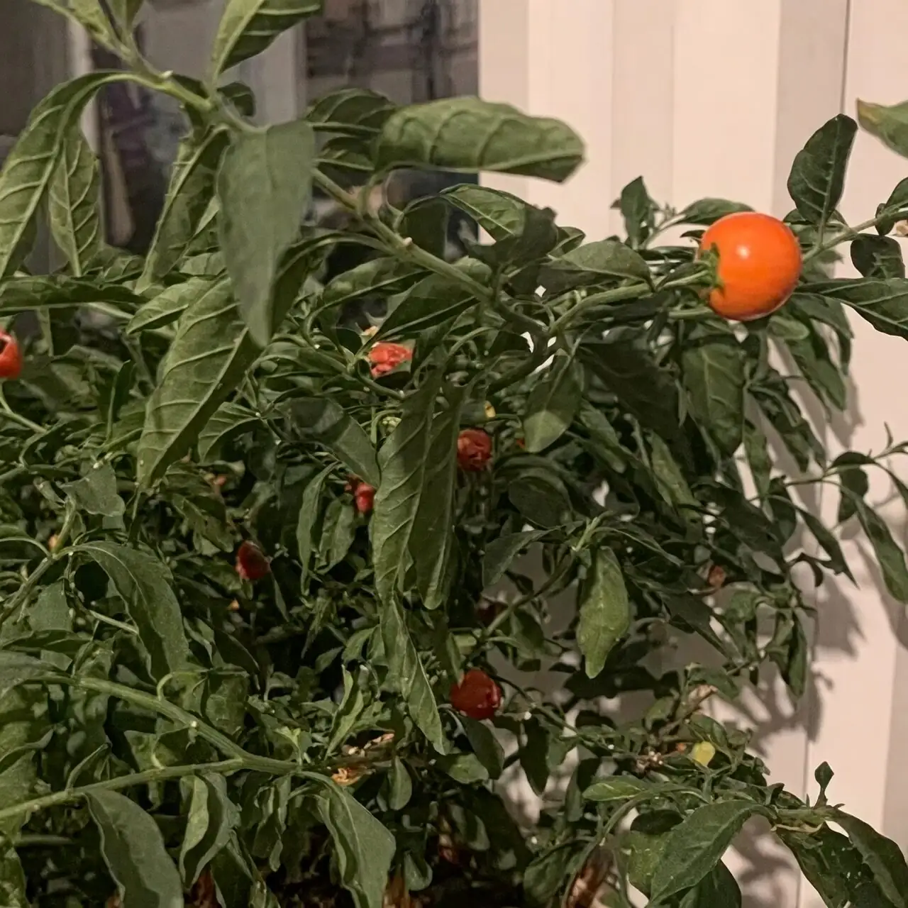 jerusalem cherry watering along rim