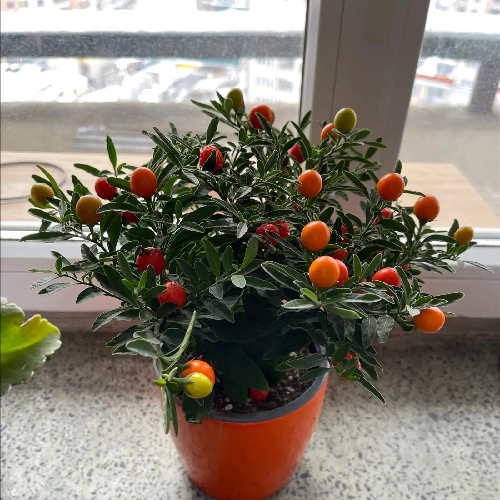 jerusalem cherry liquid fertilizer feeding