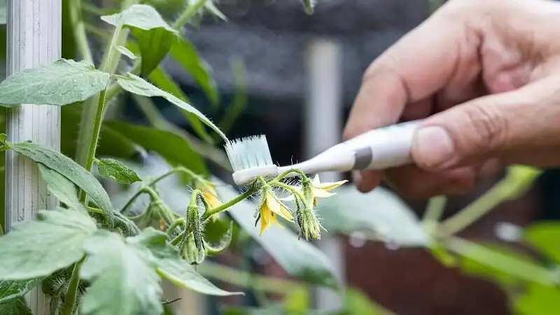 jerusalem cherry electric toothbrush pollination