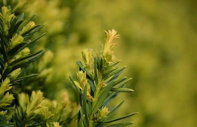 Chinese yew potting mix components