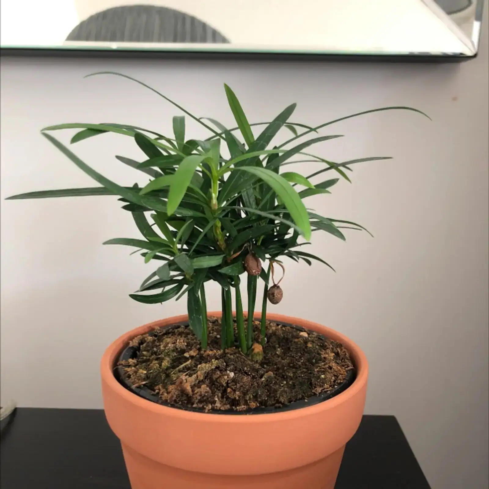 Chinese yew watering can pot