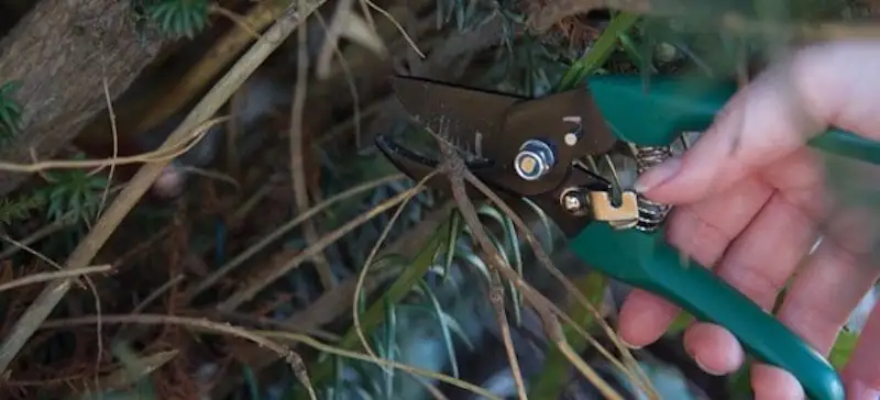 Chinese yew pruning shears thinning