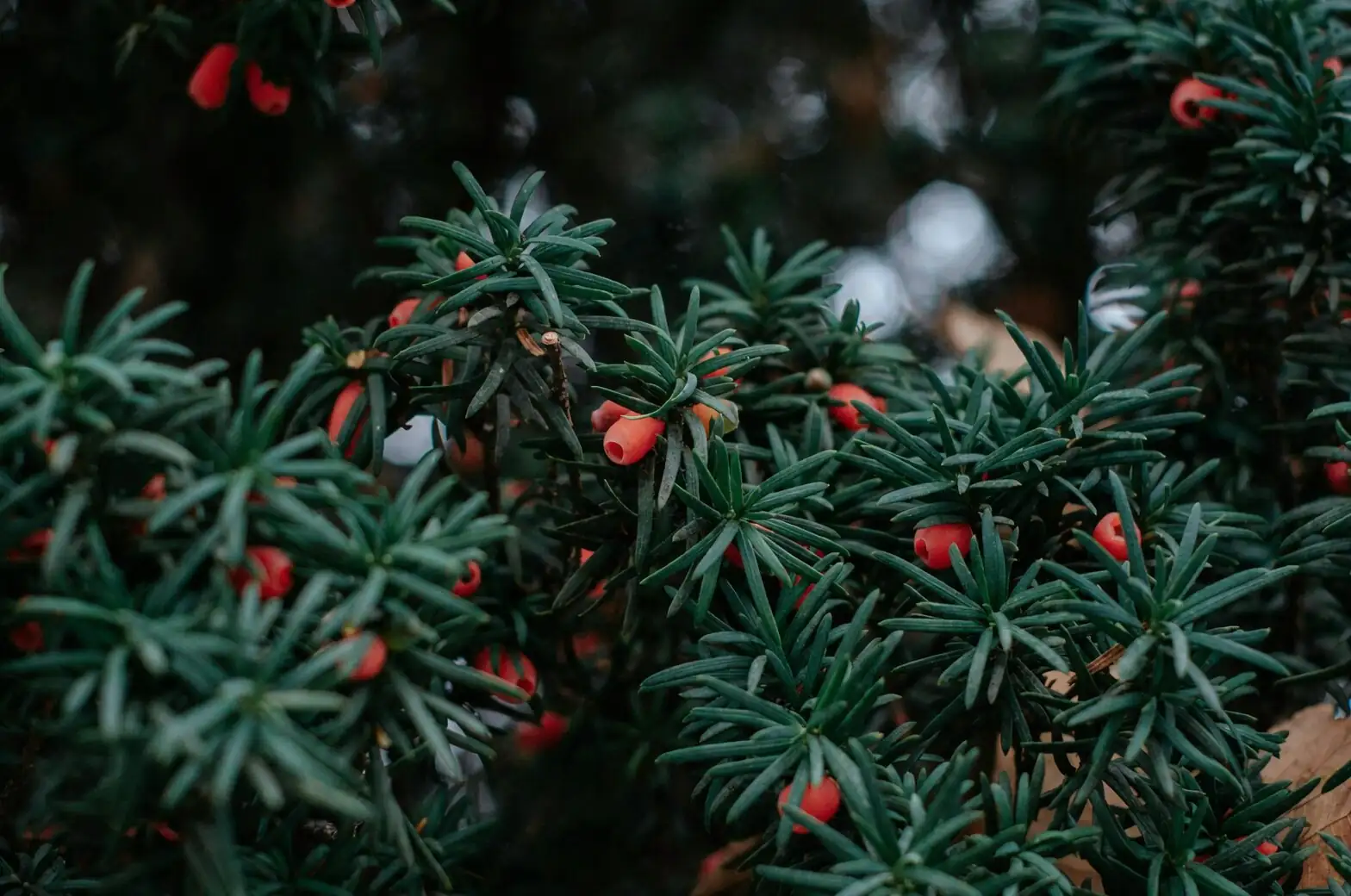 Chinese yew repotting perlite bark