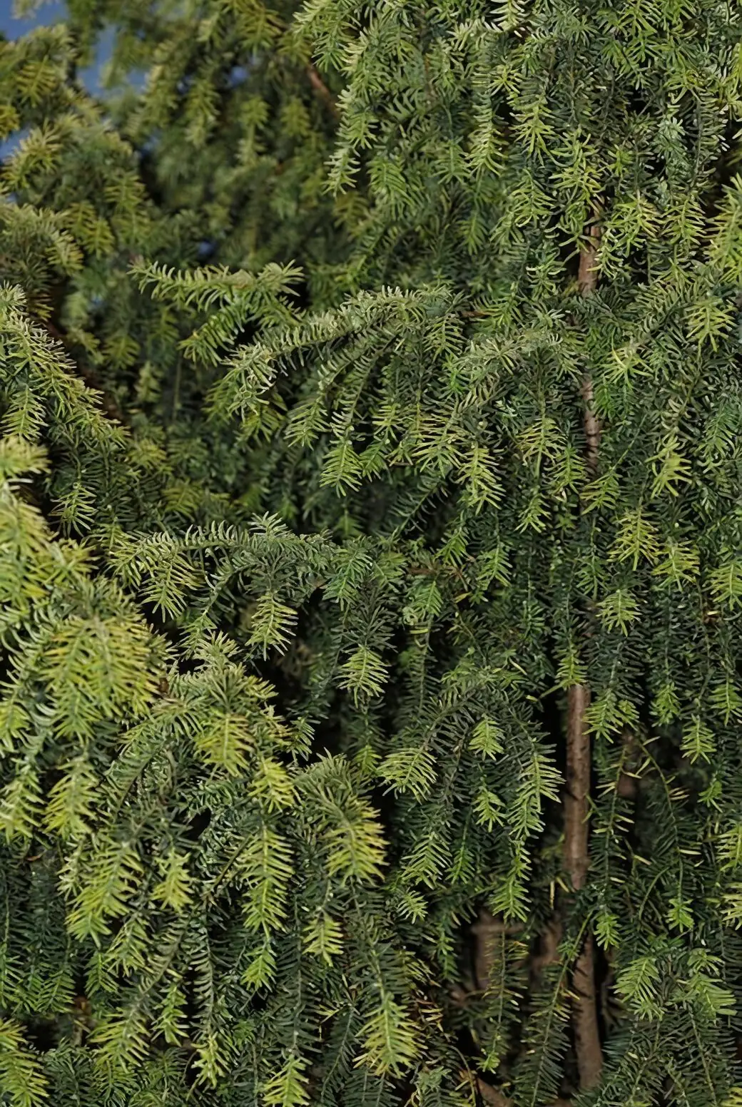 Chinese yew scale insects on stems
