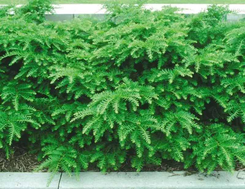 Chinese yew container winter protection