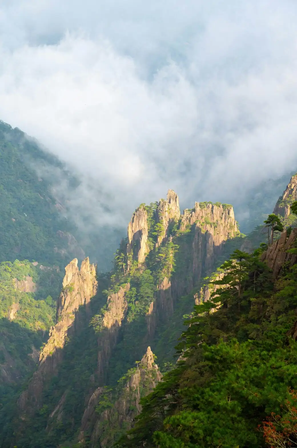 From Mountain Mist to Courtyard Calm: The Journey of the Chinese Yew Across Time and China