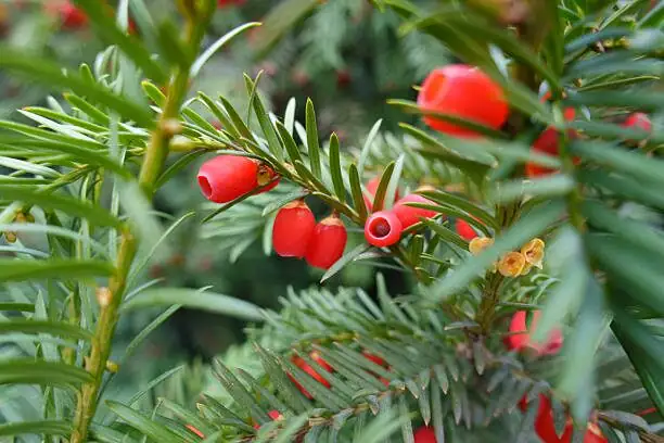 Chinese yew red arils close up