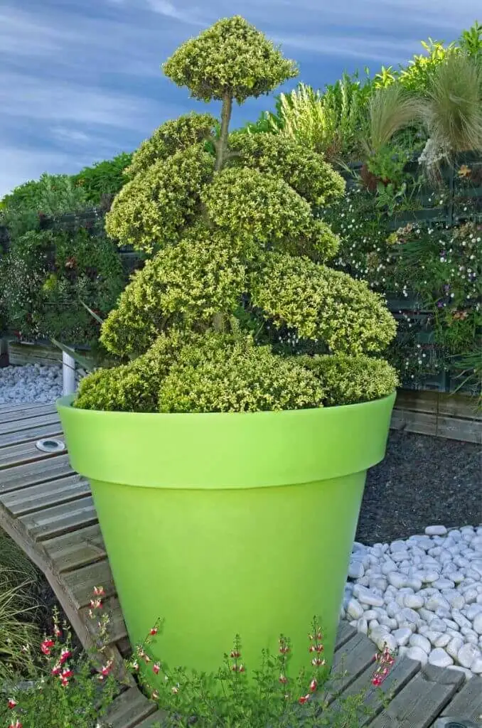 Chinese yew potted balcony shade