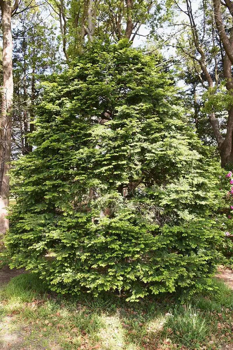 Chinese yew semi hardwood cuttings