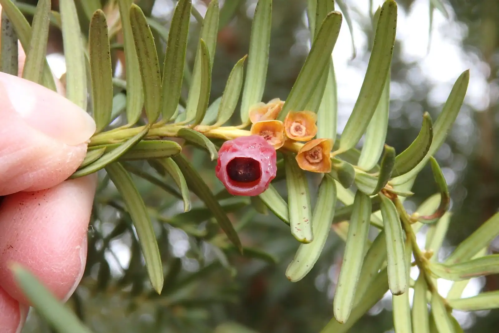 Red Arils in Winter and Seeds That Nap for Years: 10 Quirky Facts About Chinese Yew