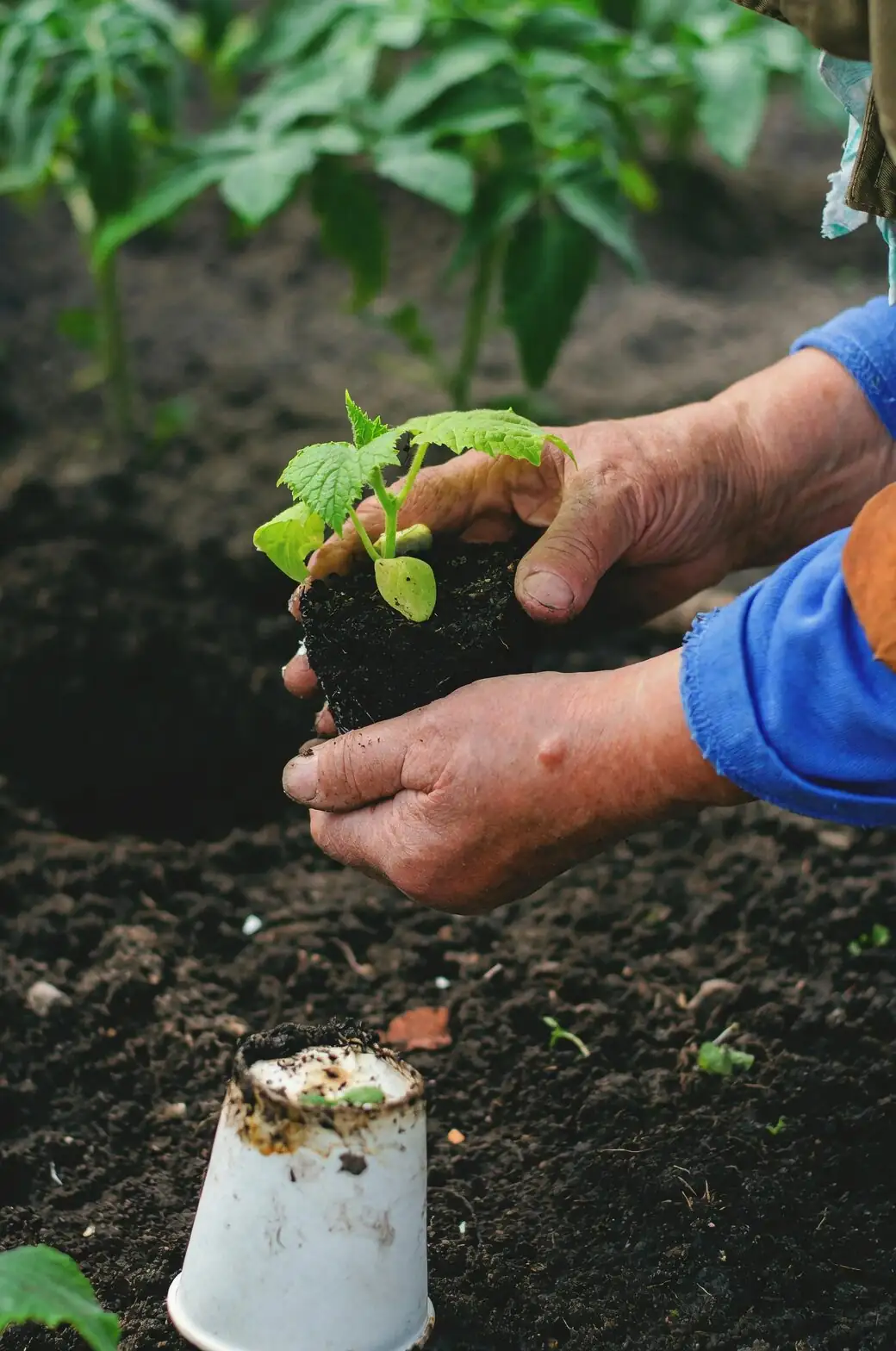 Chinese yew seed aril removal hands