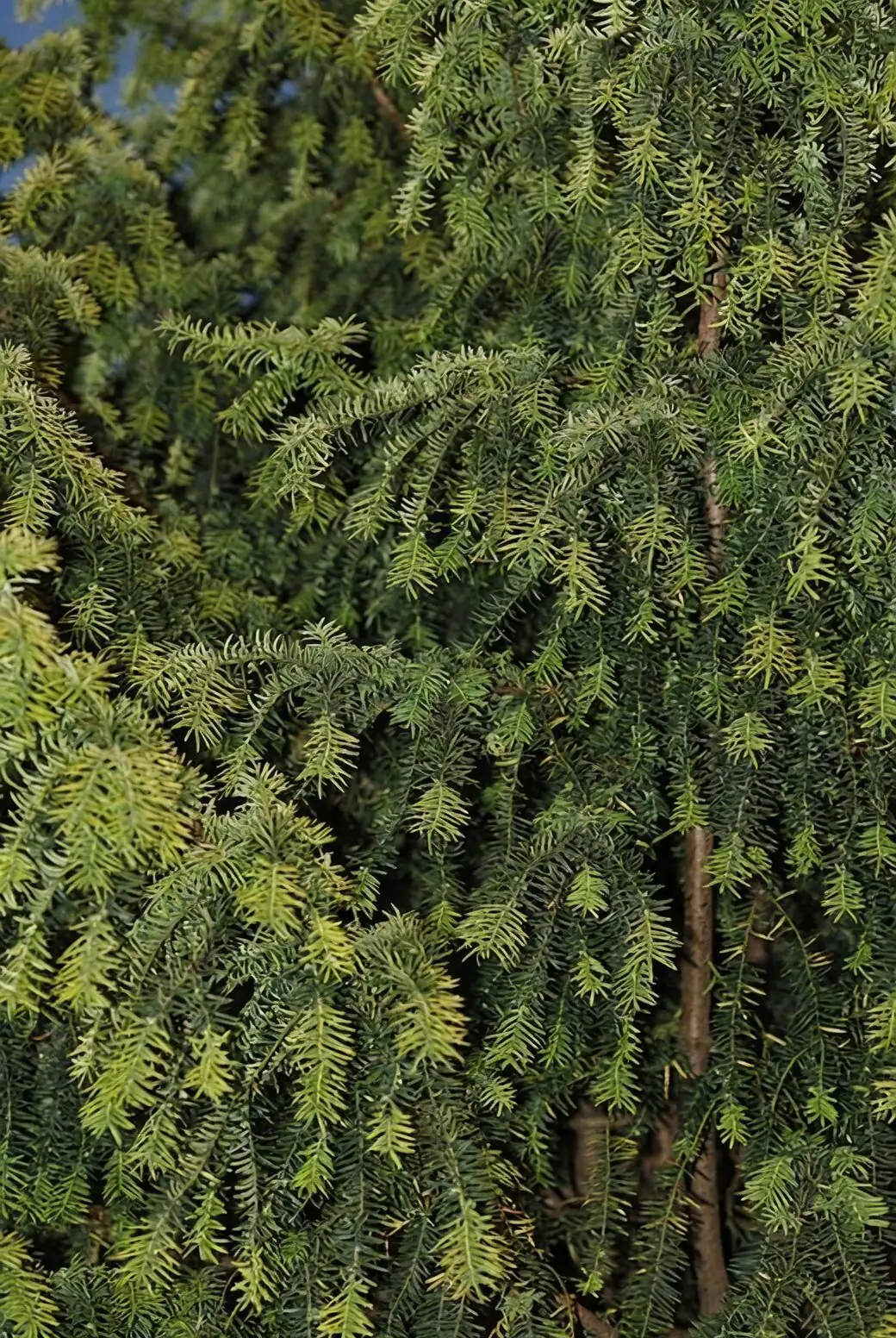 Chinese yew cuttings rooting tray
