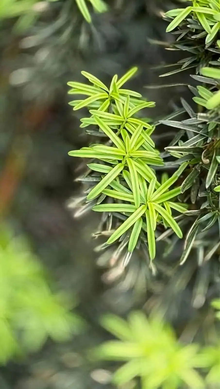 Chinese yew needles glossy close-up