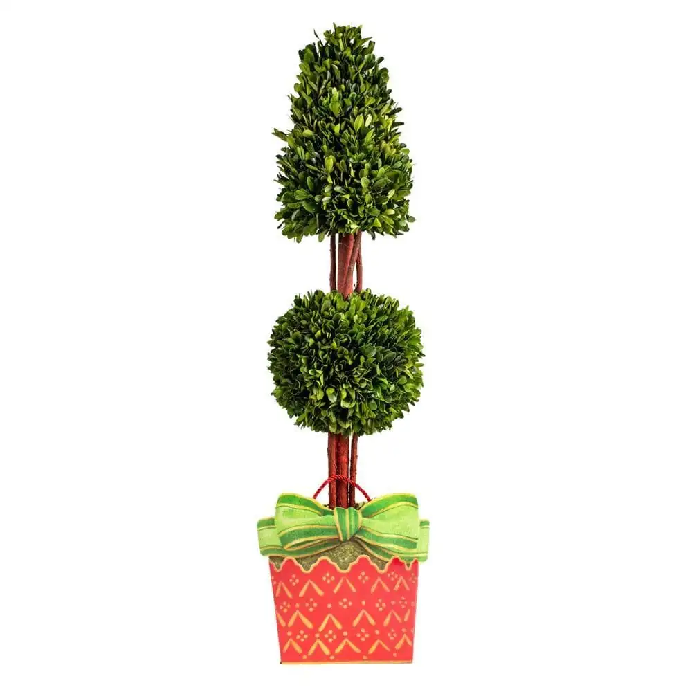 potted Chinese yew gift ribbon