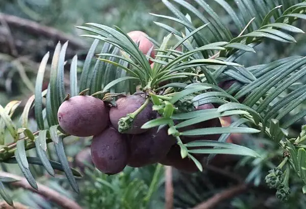 chinese yew seed cold stratification