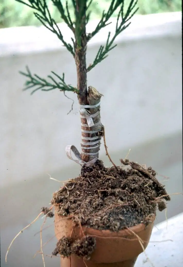 chinese yew side veneer graft