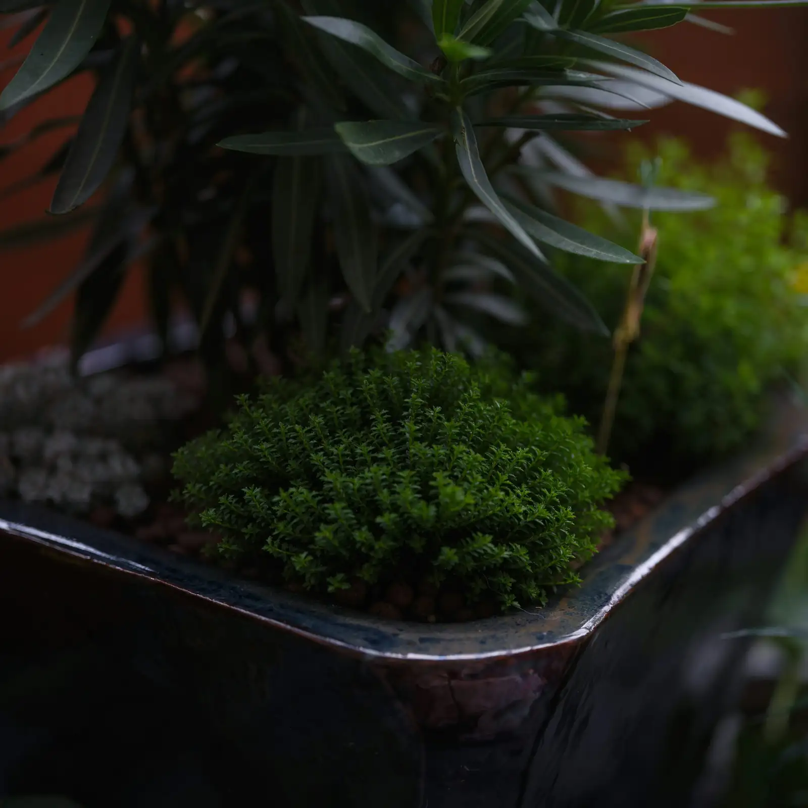 Sculpting Calm: Designing Shaded Balconies and Zen Corners with Chinese Yew