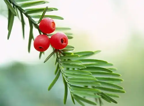 Chinese yew red arils close-up