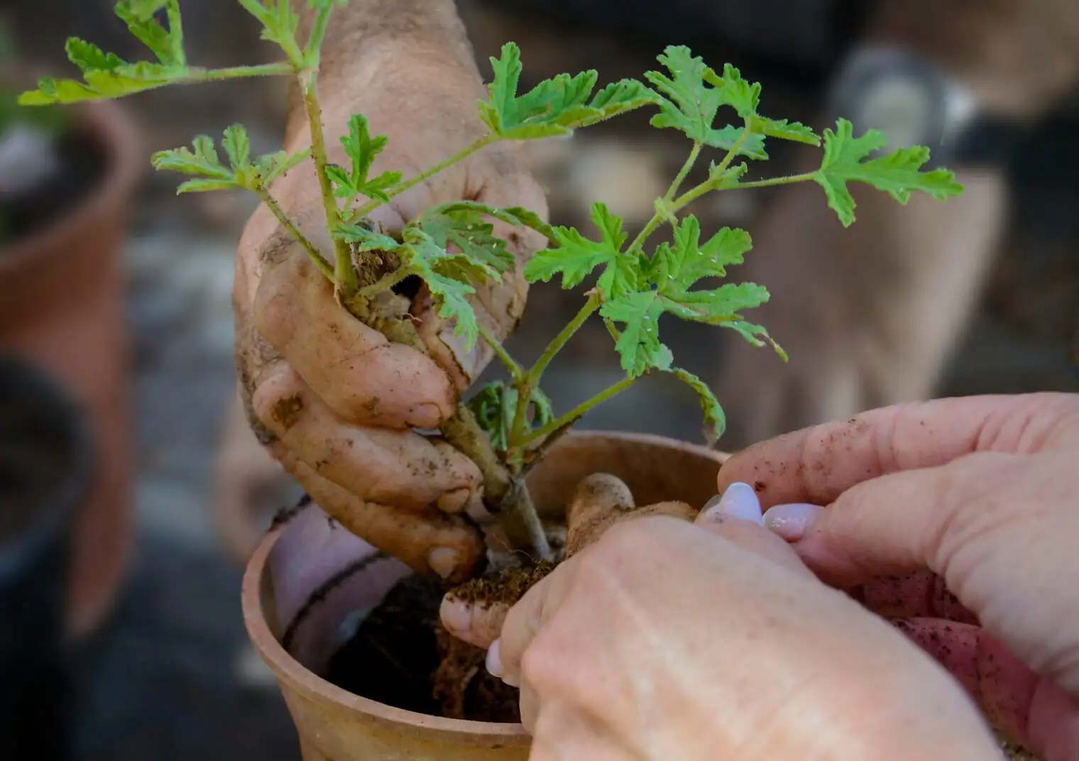 Chinese yew potting terracotta hands