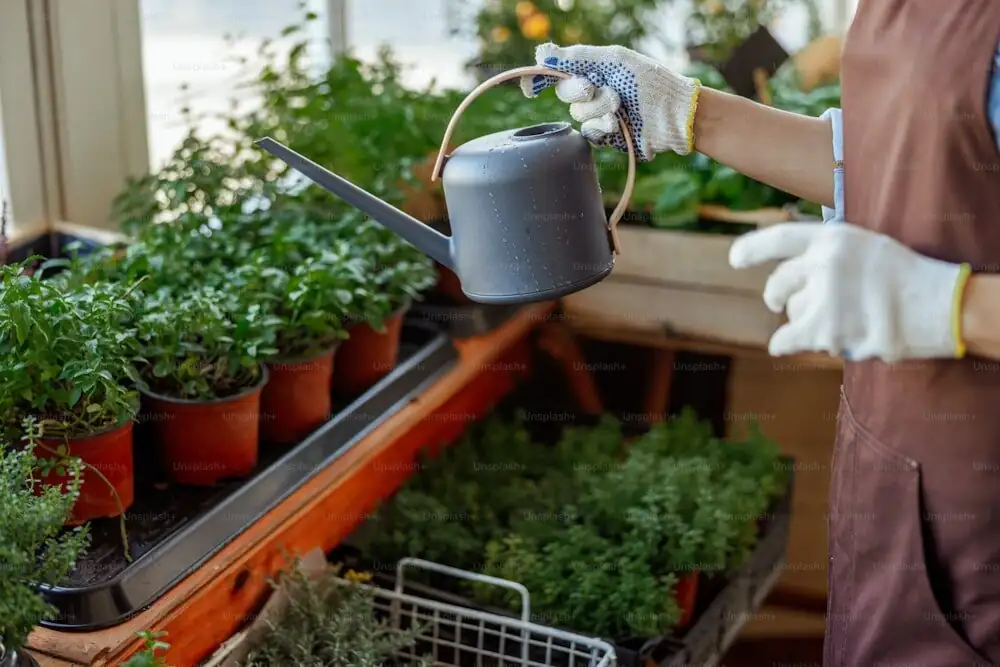 Chinese yew container watering can
