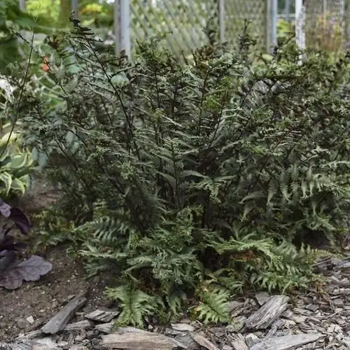 Chinese yew with ferns hostas