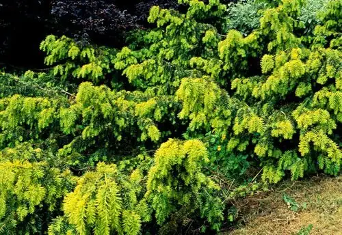 chinese yew garden shrub form