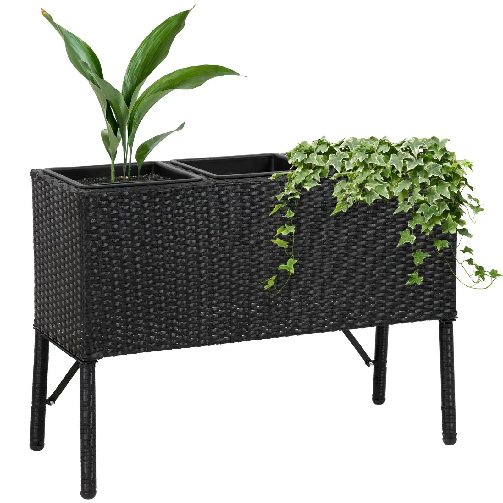 chinese yew elevated planter indoors