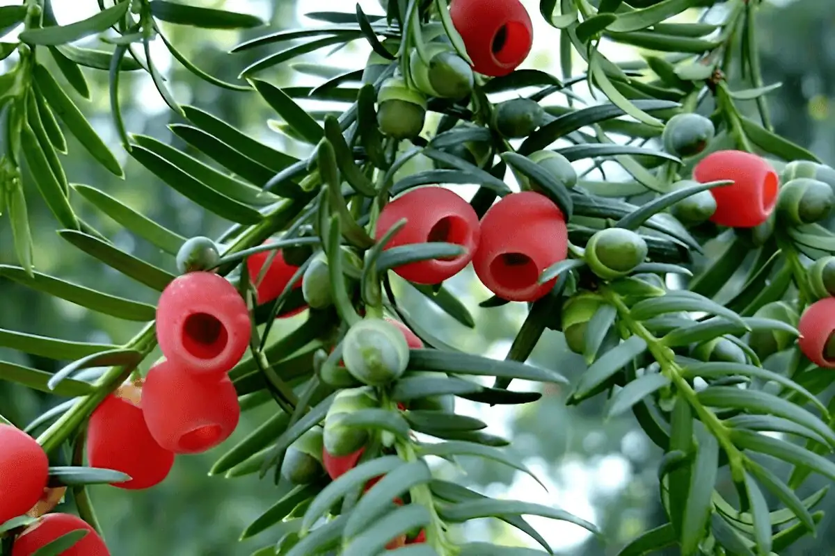 Minimal Prune, Maximum Poise: Light-Thinning and Beginner Bonsai with Chinese Yew