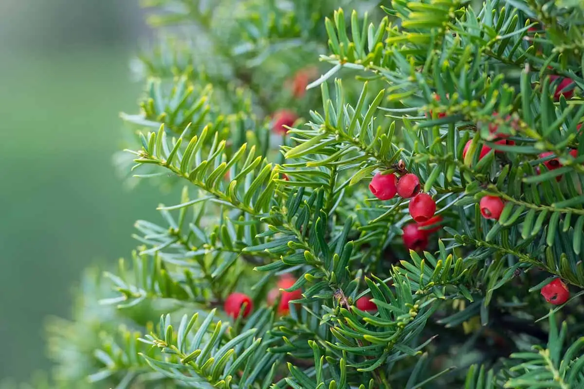 Chinese yew needle foliage close-up