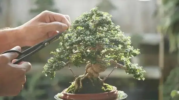 Chinese yew bonsai light thinning hands