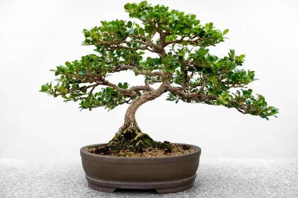 Chinese yew bonsai gentle wiring