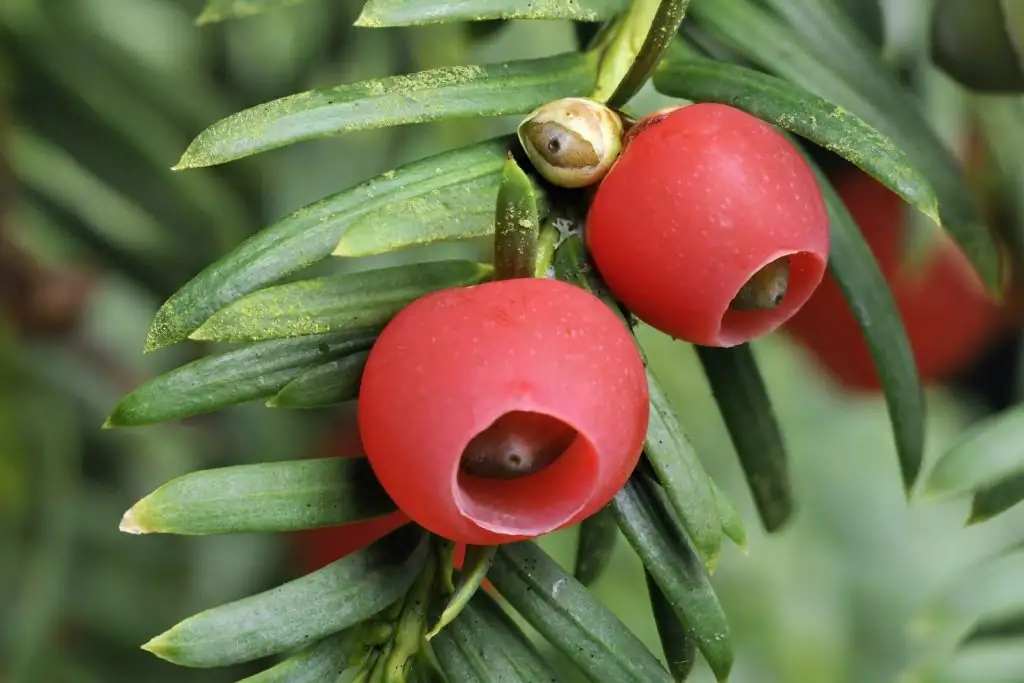 Your Chinese Yew, Month by Month: Water, Feed, Repot, Protect