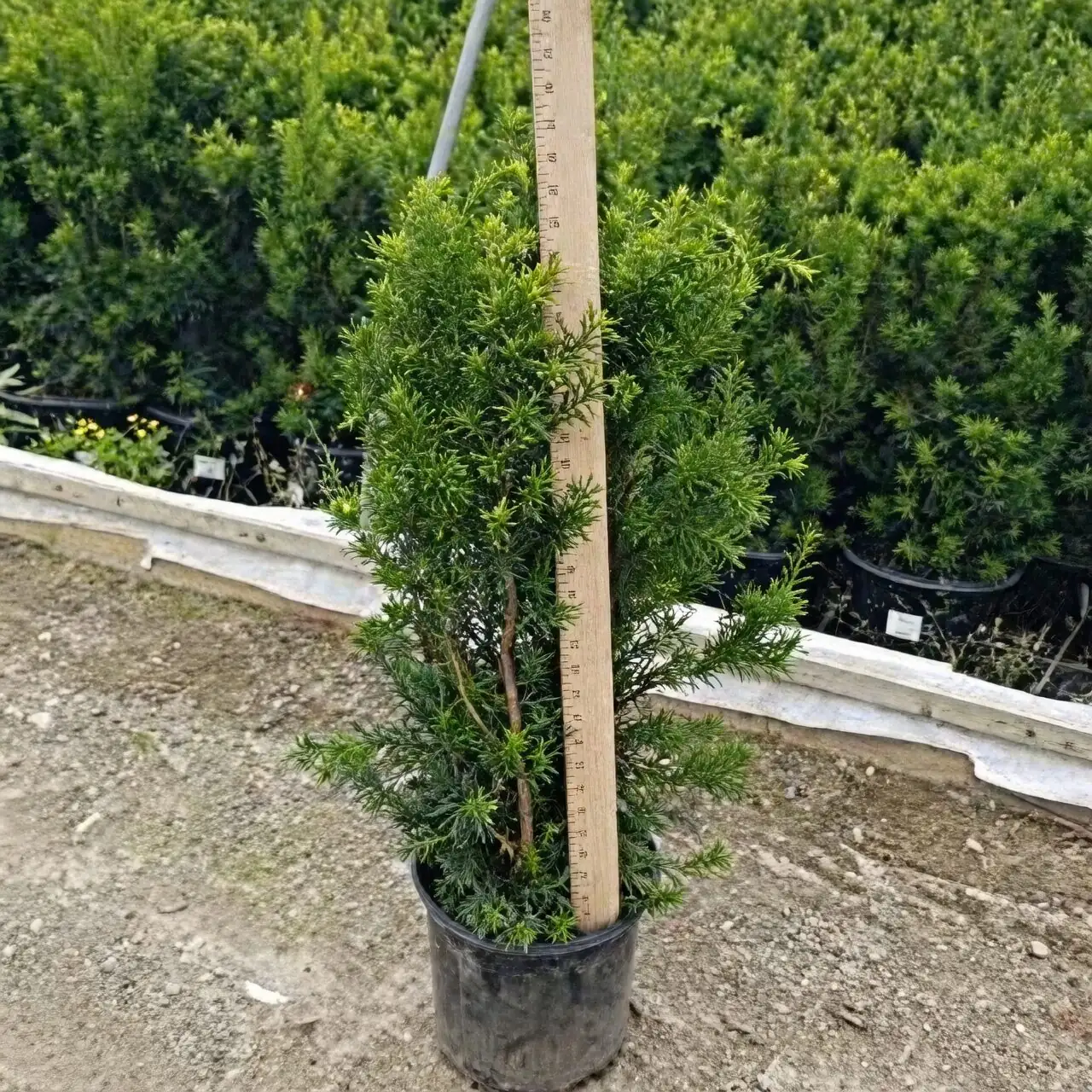 Chinese yew nursery selection