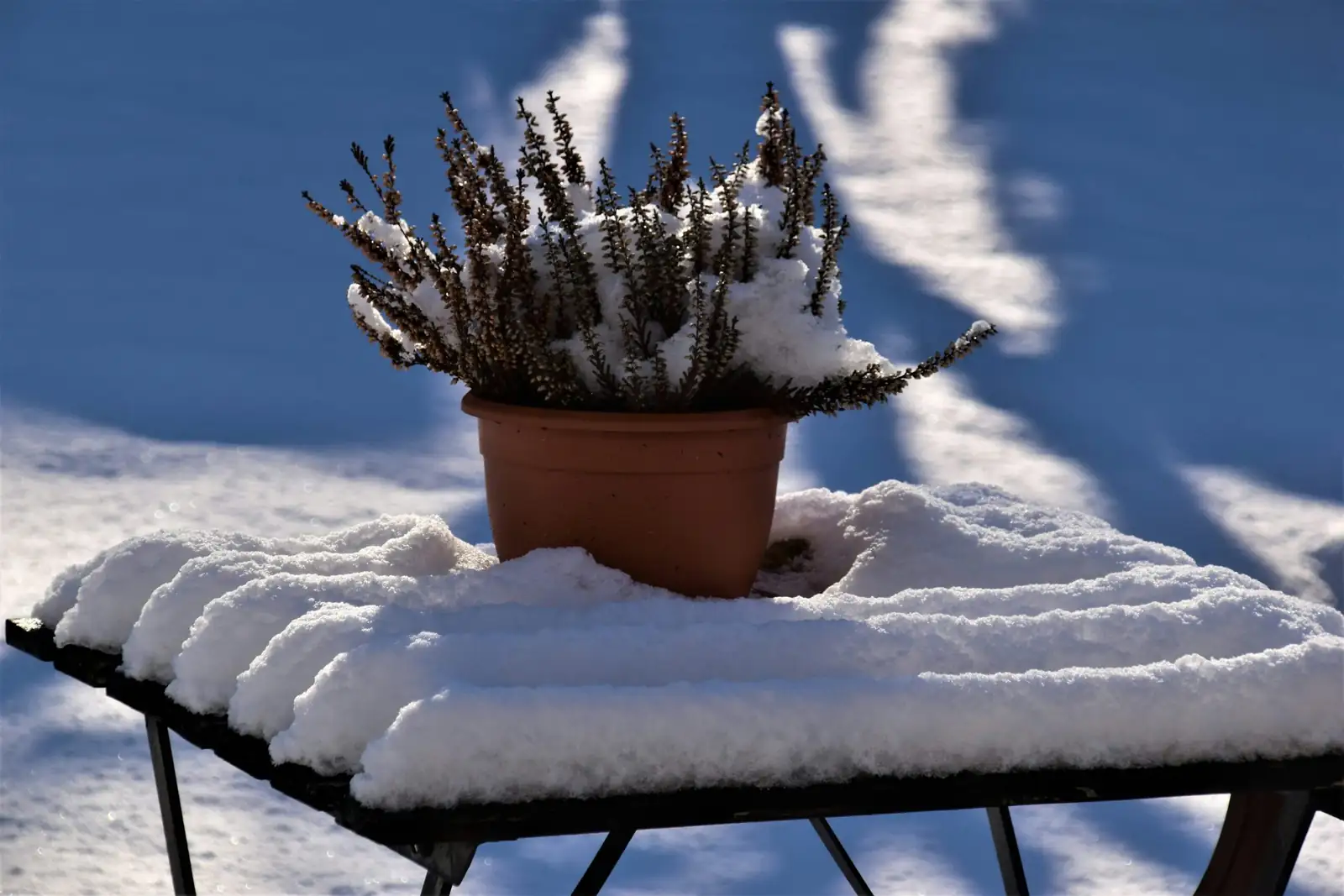 Cold-Hardy Yet Pot-Sensitive: How to Overwinter Container-Grown Chinese Yews Without Drama