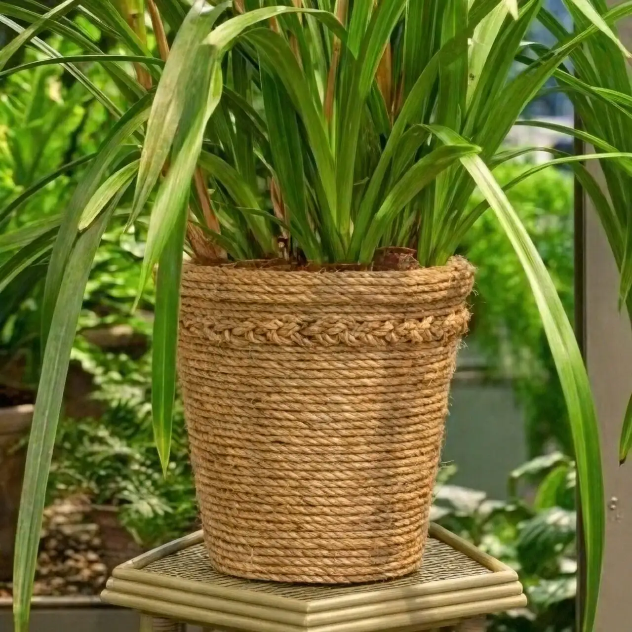 Chinese yew pot wrapped burlap