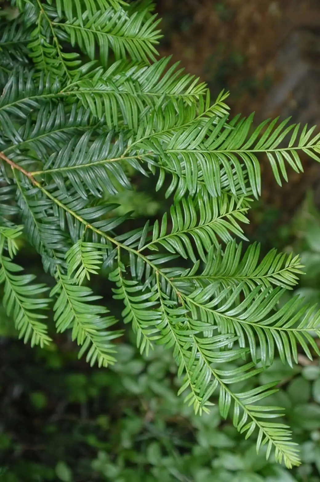 Chinese yew spring unwrapping pot