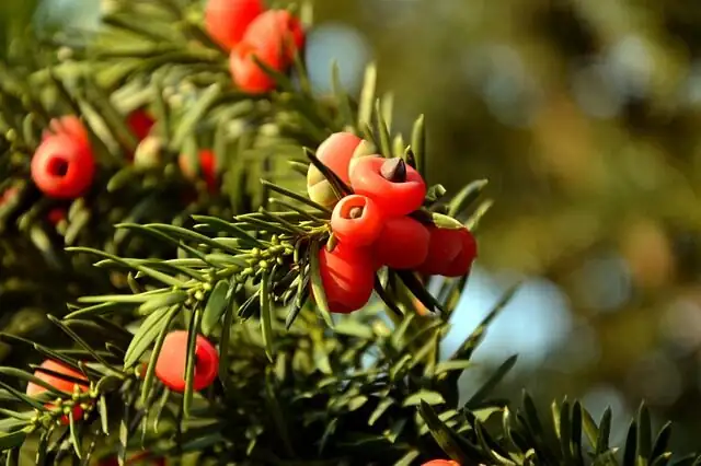 Paclitaxel, Poison, and the Chinese Yew: Sorting Medicinal Fame from Garden Reality