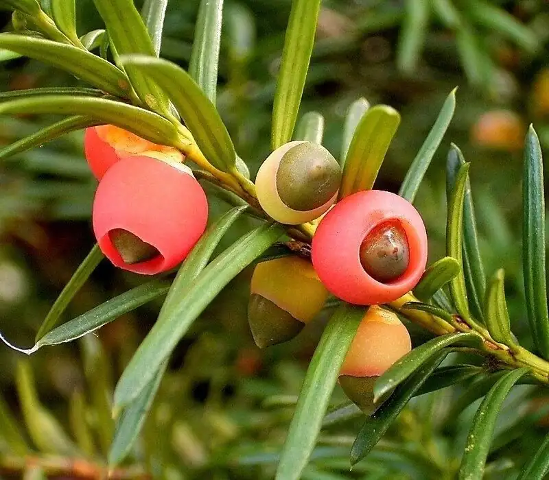 taxus chinensis red arils close-up