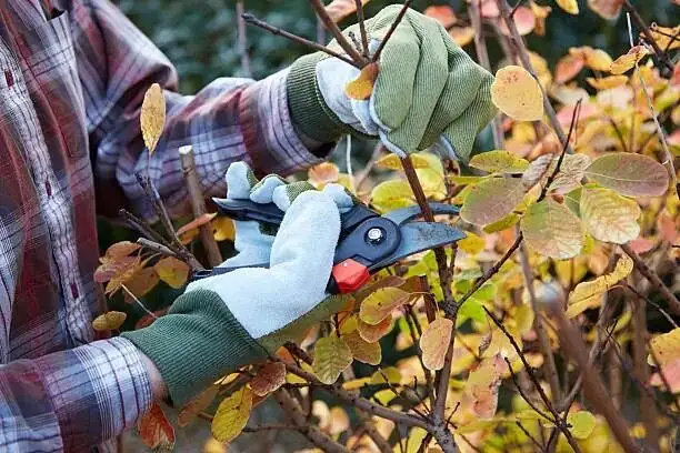 taxus chinensis pruning gloves safety
