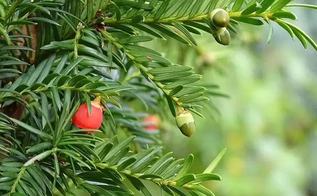 taxus chinensis semi-hardwood cuttings