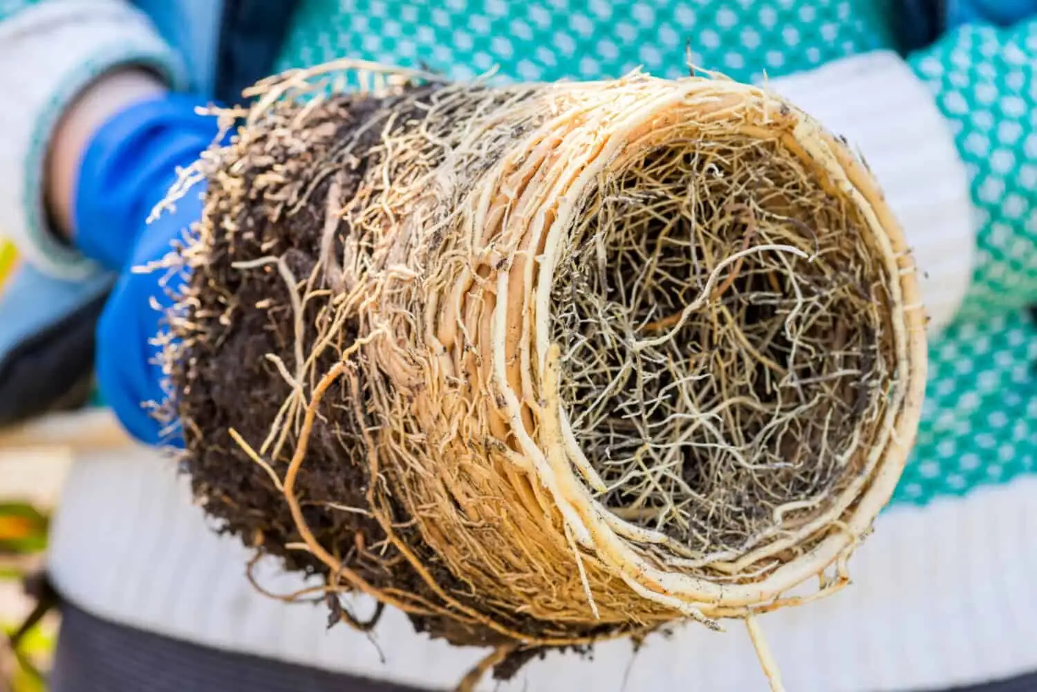 yew bonsai repotting soil mix