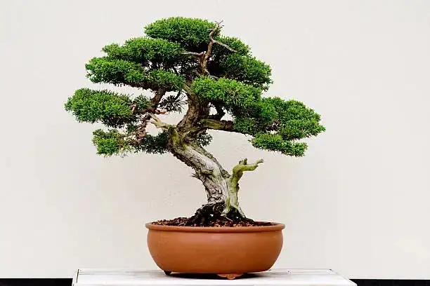 yew bonsai wiring branches close-up