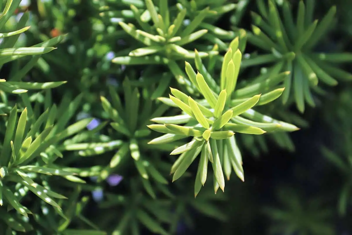 yew semi hardwood cuttings close-up