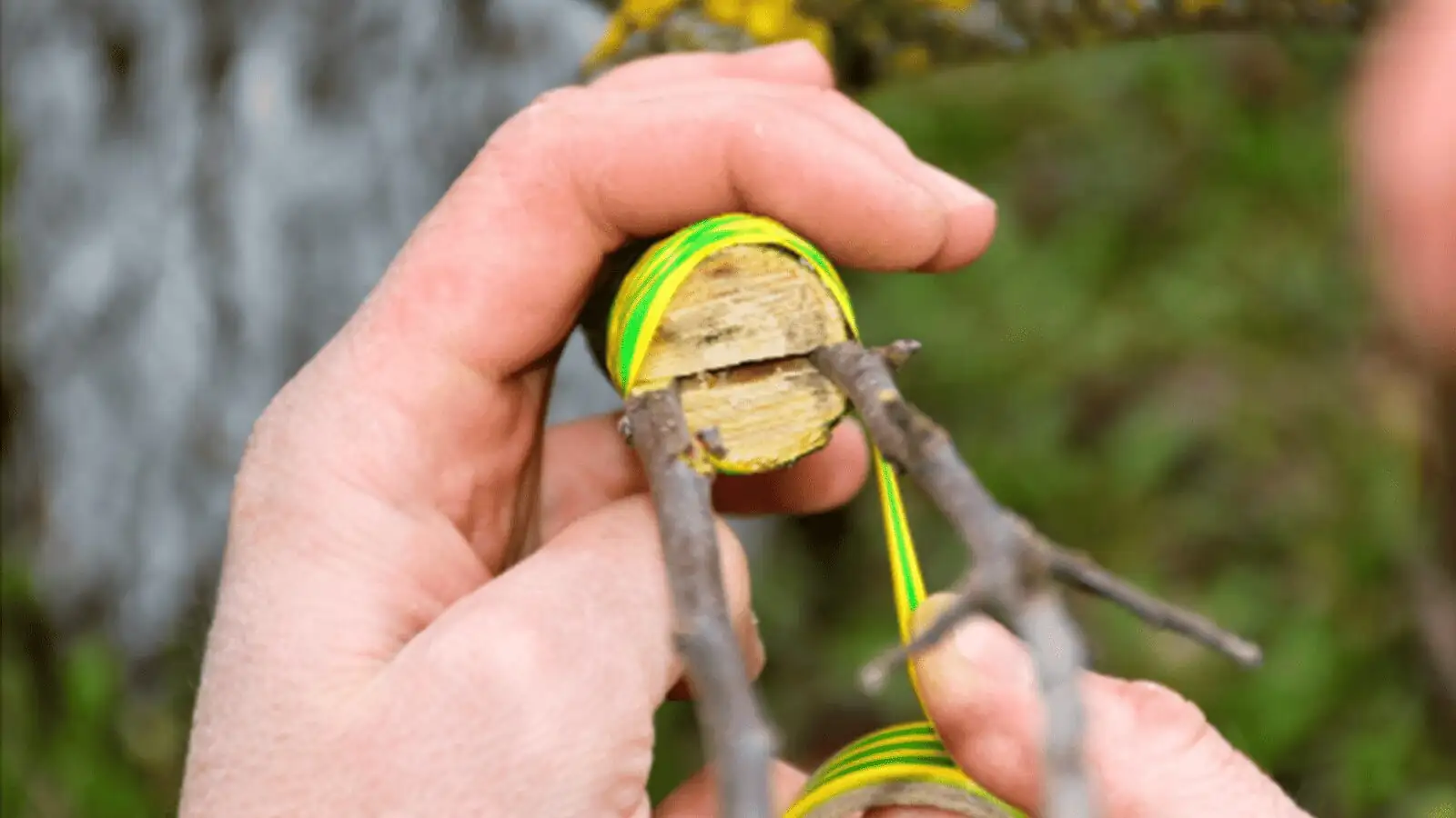 yew grafting hands close-up