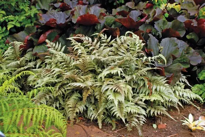 Chinese yew azalea ferns moss balcony