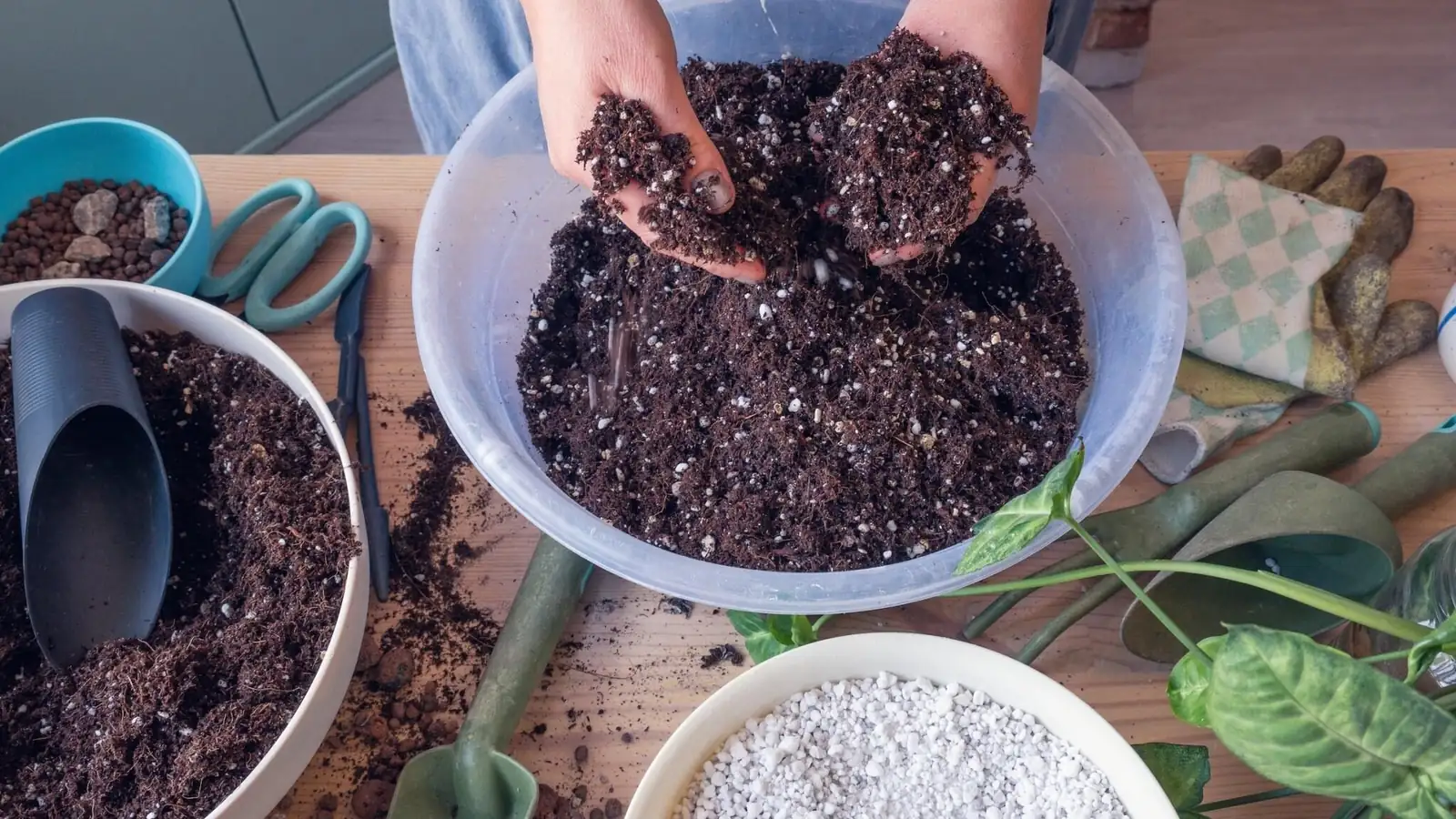 Chinese yew potting soil mix hands