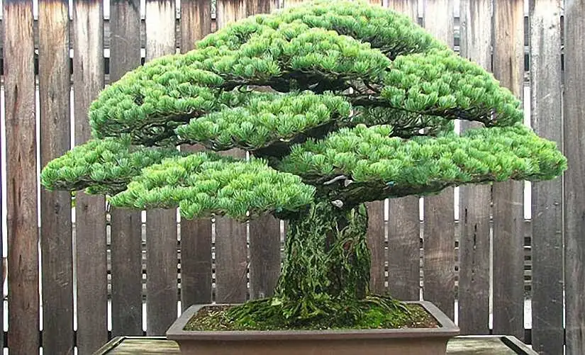 Chinese yew azalea ferns courtyard