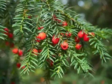 Chinese yew dense branches