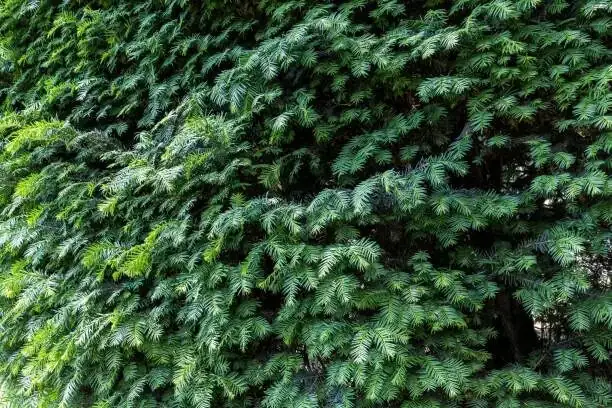 Chinese yew dark green needles