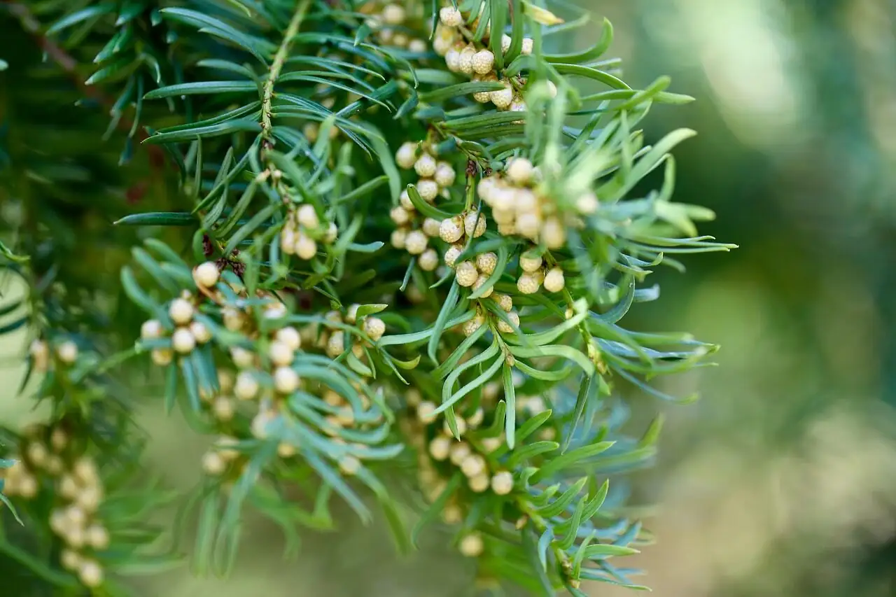 Chinese yew potted soil close-up
